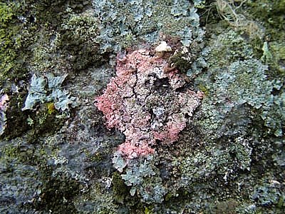 Marchandiomyces corallinusPhotographer:  Stuart Dunlop