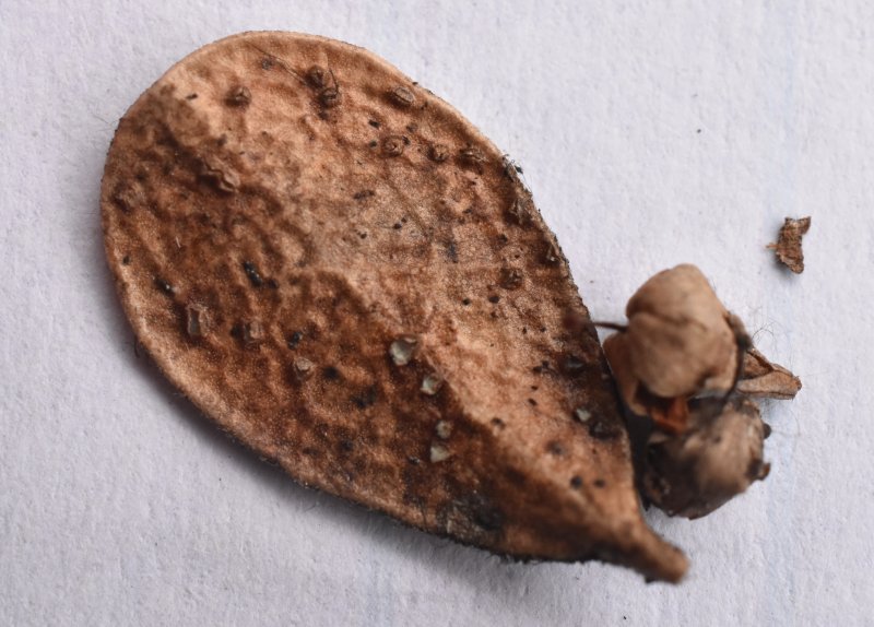 Marthamyces phacidioidesPhotographer:  David Mitchel