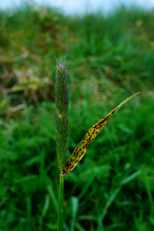 Mastigosporium albumPhotographer: © David Mitchel