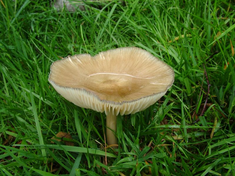 Megacollybia platyphyllaPhotographer:  David Mitchel