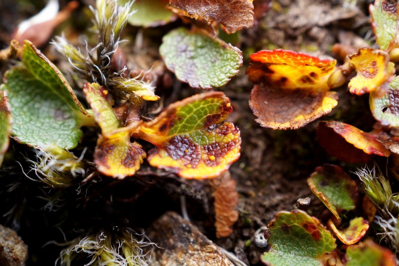 Melampsora arcticaPhotographer:  David Mitchel