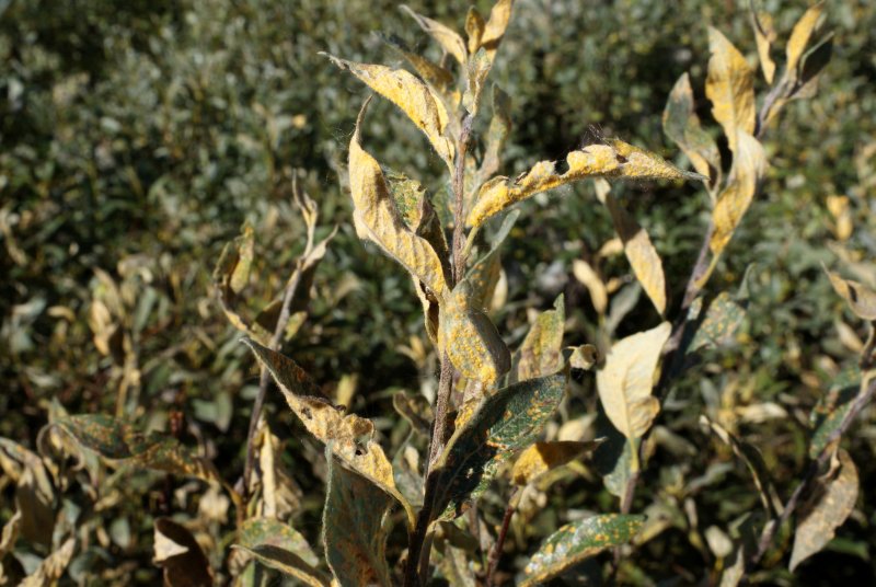 Melampsora epitea var. epiteaPhotographer:  David Mitchel