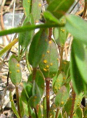 Melampsora liniPhotographer:  Stuart Dunlop
