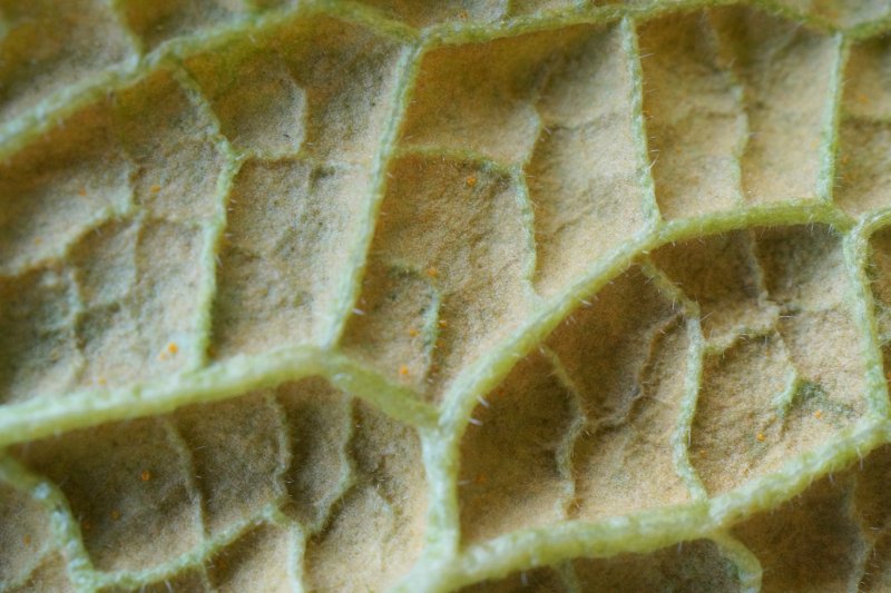 Melampsorella symphytiPhotographer:  David Mitchel