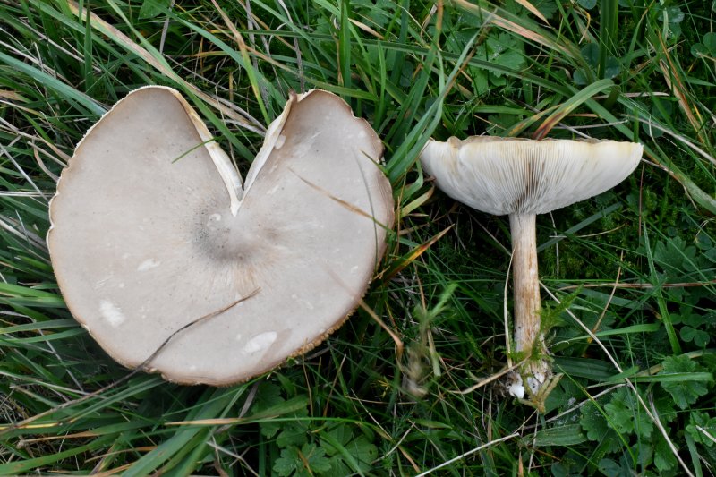Melanoleuca grammopodiaPhotographer:  David Mitchel