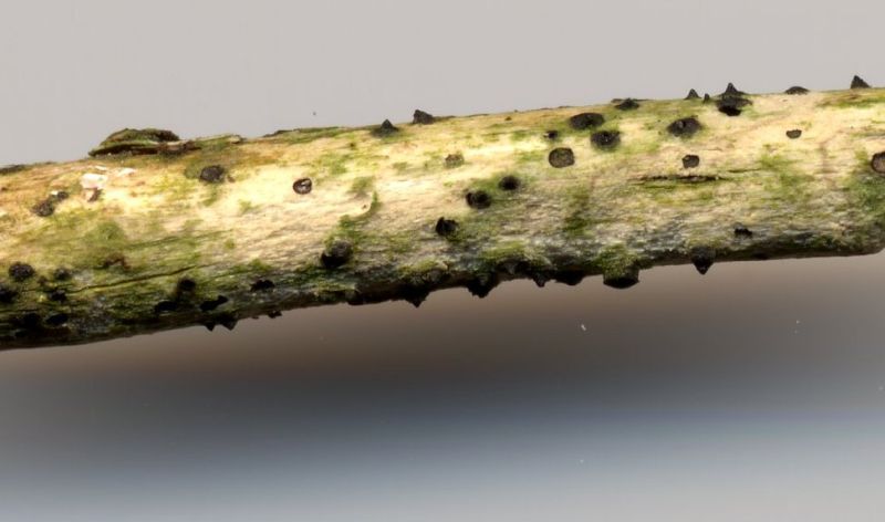 Melomastia mastoideaPhotographer:  David Mitchel