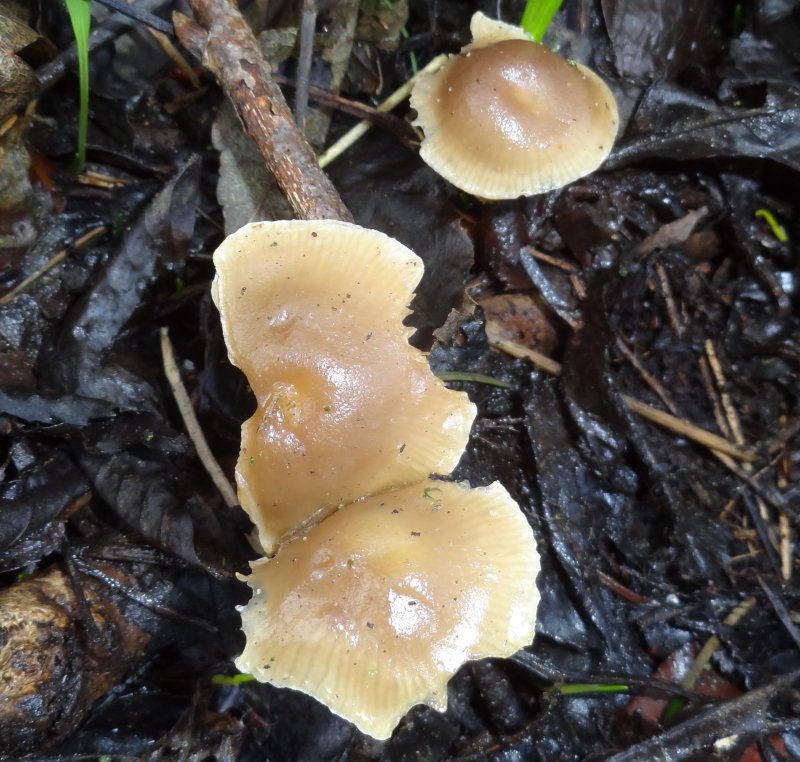 Meottomyces dissimulansPhotographer:  Rodney Monteith