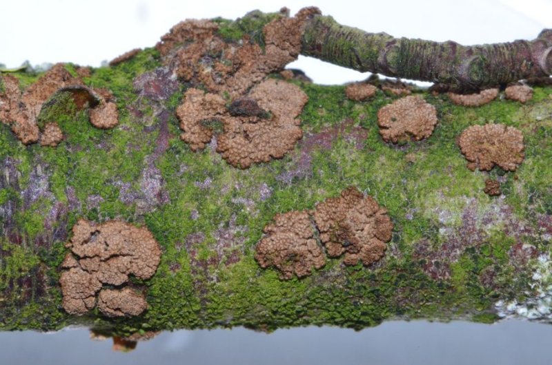 Merismodes anomalaPhotographer:  Chris Stretch