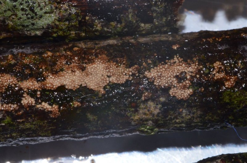 Merismodes fasciculataPhotographer:  Chris Stretch