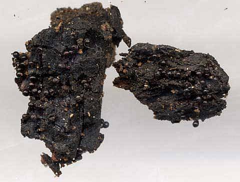 Metatrichia floriformisPhotographer:  David Mitchel