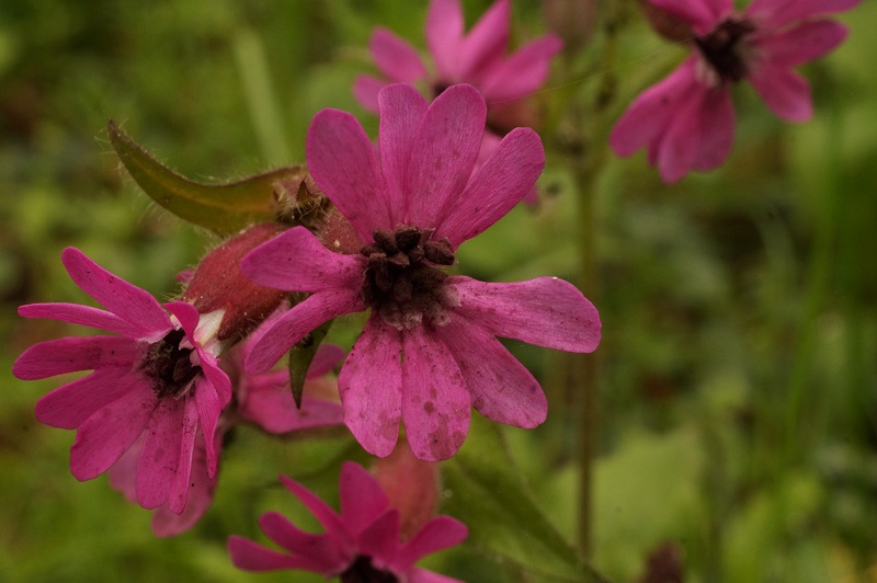 Microbotryum silenes-dioicae Photographer:  David Mitchel