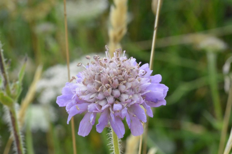 Microbotryum scabiosaePhotographer:  Jake Dalzell