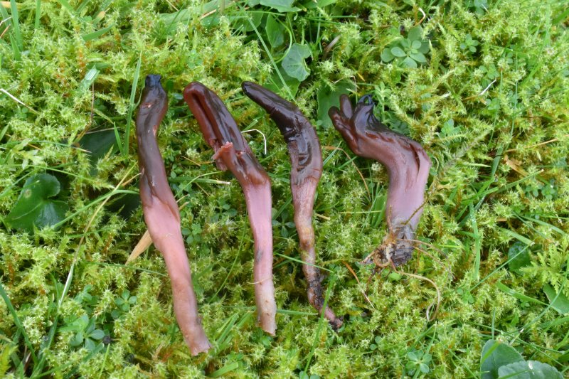 Microglossum fuscorubensPhotographer:  David Mitchel