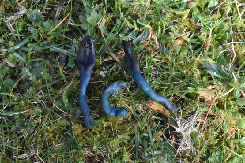 Microglossum nudipes aff.Photographer: © David Mitchel