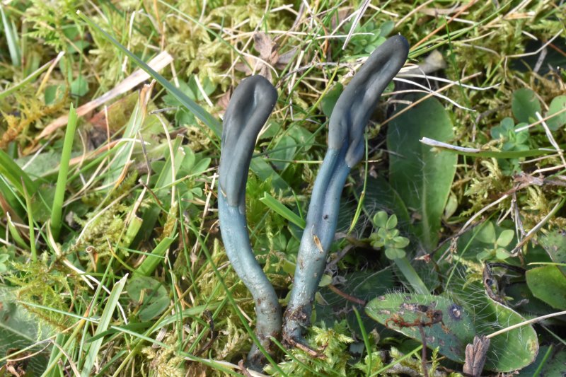 Microglossum pratensePhotographer: © David Mitchel