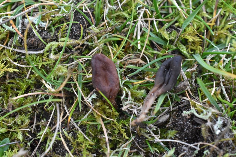 Microglossum rufescensPhotographer: © David Mitchel