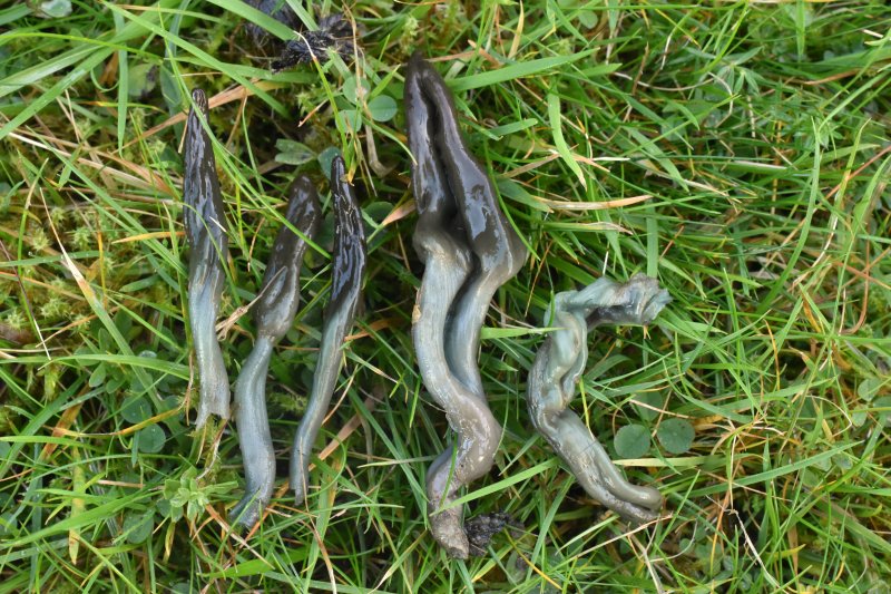 Microglossum truncatumPhotographer:  David Mitchel