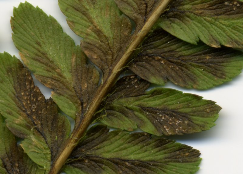 Milesina kriegerianaPhotographer:  David Mitchel