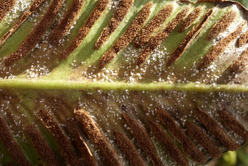 Milesina scolopendriiPhotographer:  David Mitchel