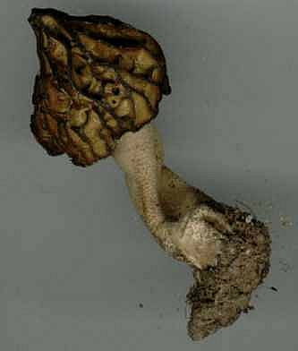 Morchella semiliberaPhotographer:  David Mitchel
