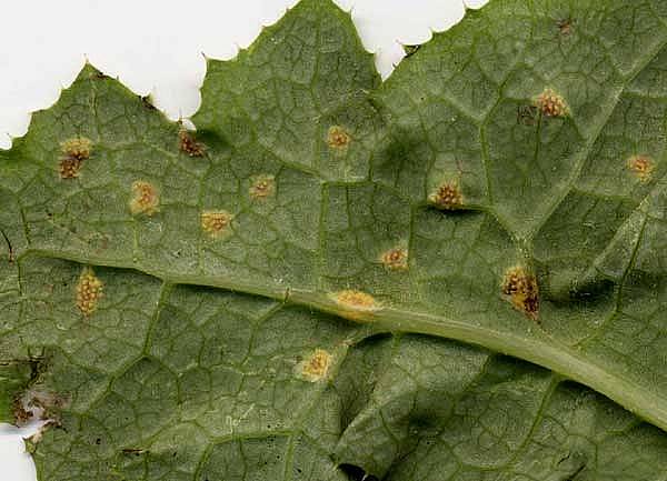 Puccinia pseudosphaeriaPhotographer:  David Mitchel