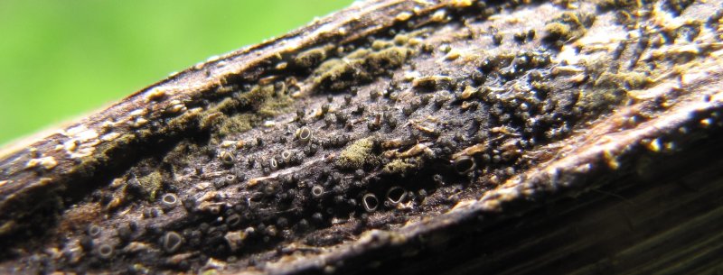 Mollisia clavataPhotographer:  Debbie Nelson