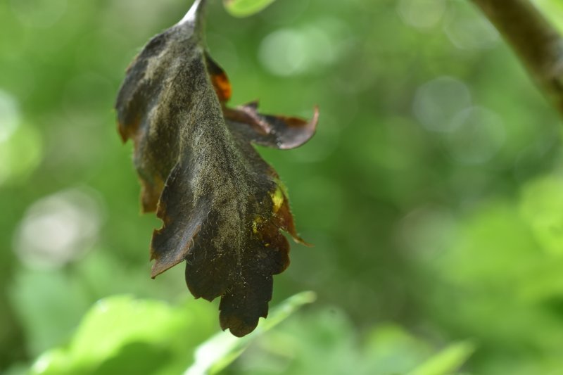 Monilinia johnsoniiPhotographer:  David Mitchel