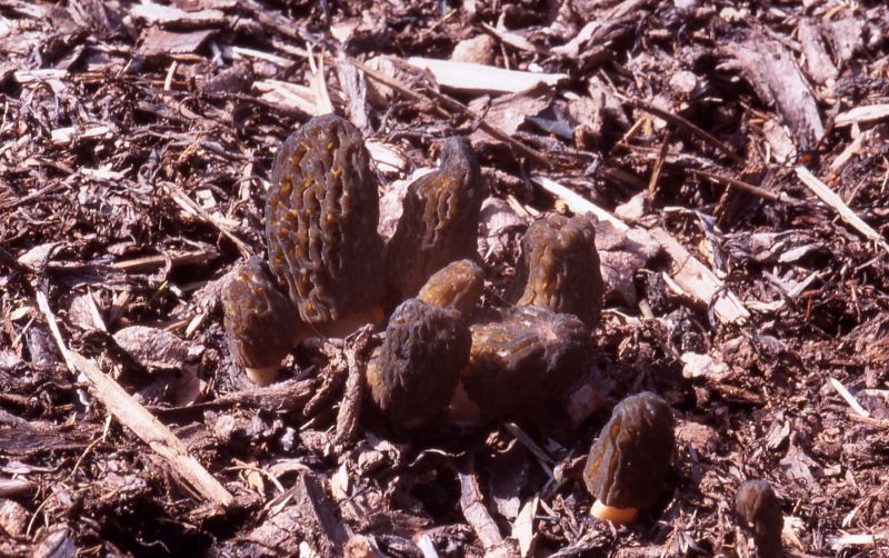 Morchella elataPhotographer:  David Mitchel