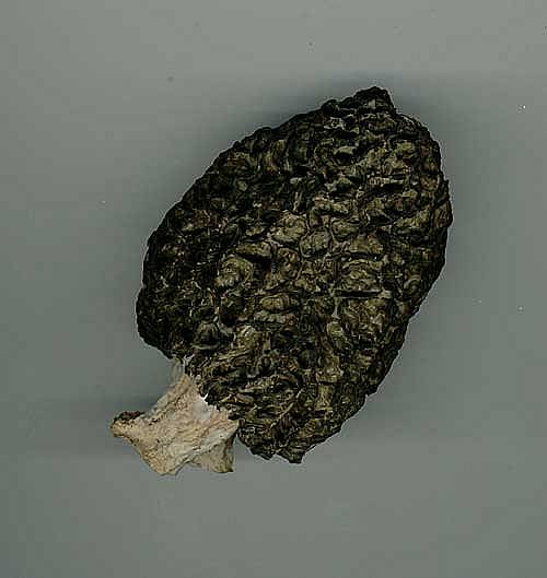 Morchella esculentaPhotographer:  David Mitchel