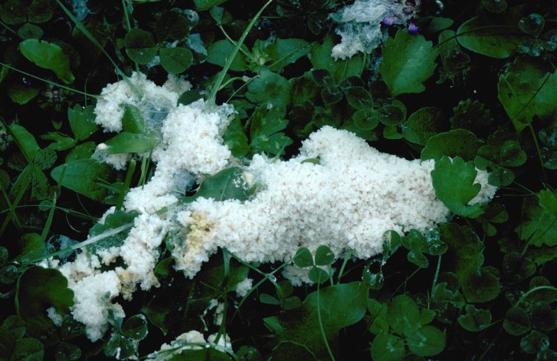 Mucilago crustaceaPhotographer:  Mark Wright