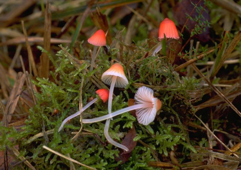 Mycena adonis var. adonisPhotographer:  Mark Wright