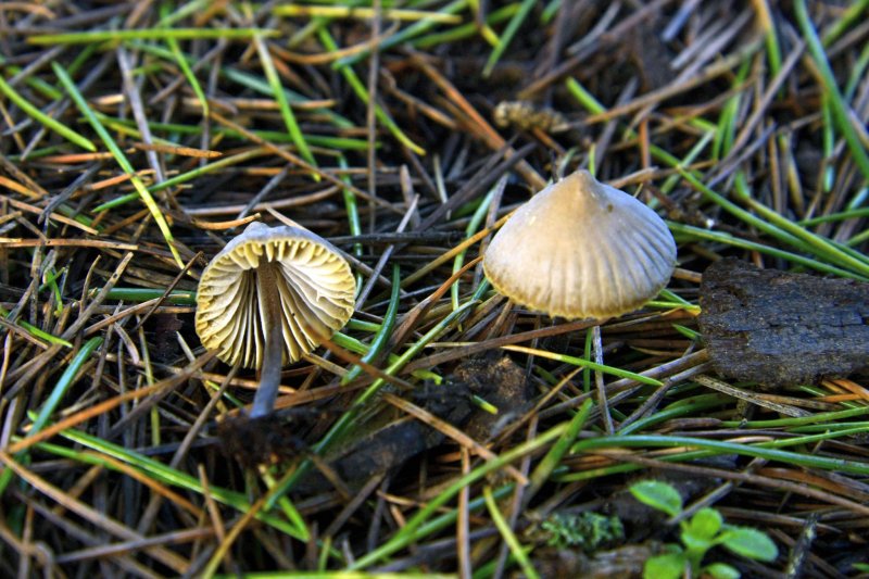 Mycena aetitesPhotographer:  Roy Anderson