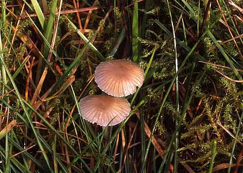 Mycena epipterygia var. epipterygiaPhotographer:  David Mitchel