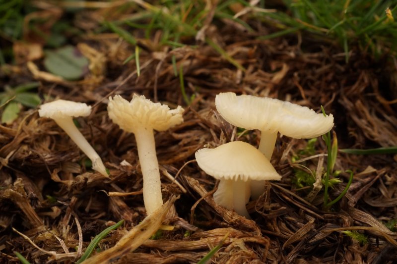 Mycena flavoalbaPhotographer:  David Mitchel