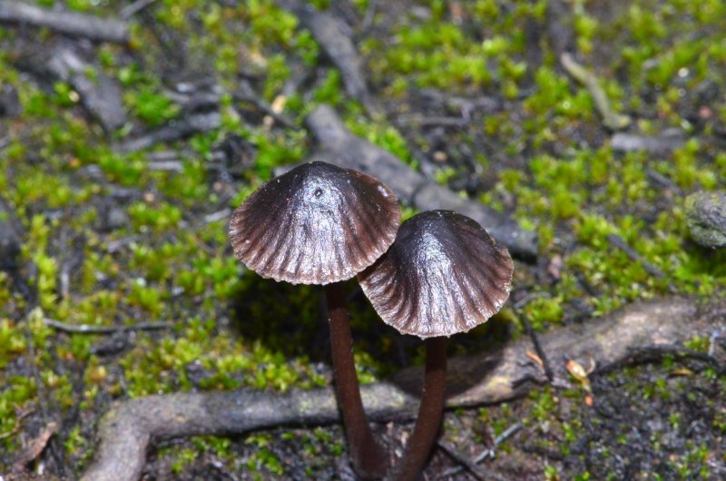 Mycena galopus var. nigraPhotographer:  Chris Stretch