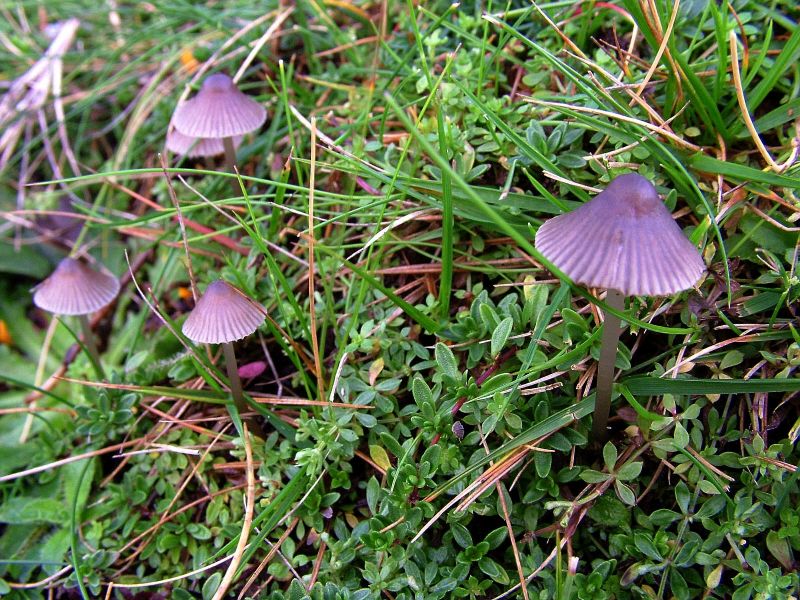 Mycena leptocephalaPhotographer:  David Mitchel