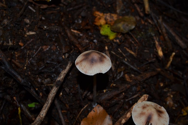 Mycena maculataPhotographer:  Alan Cooper