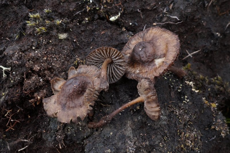 Mycena megasporaPhotographer:  David Mitchel