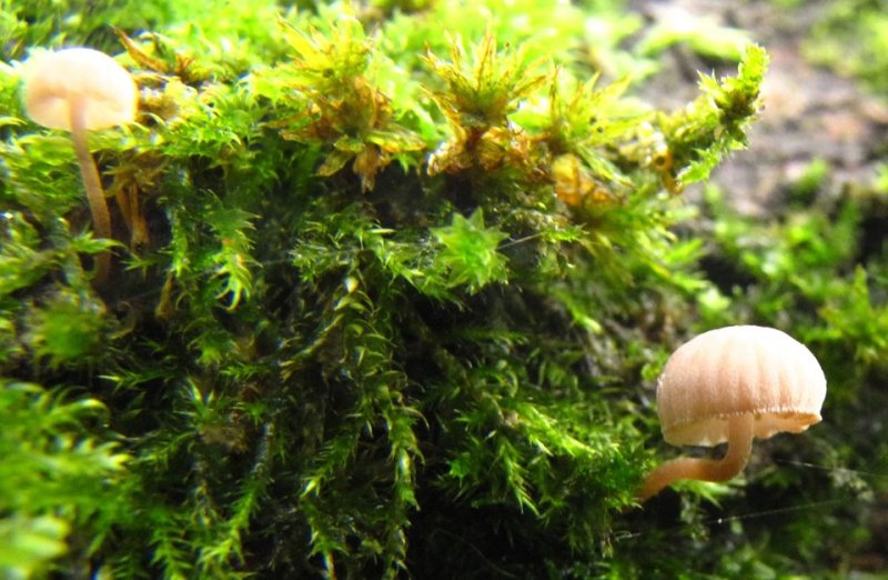 Mycena meliigenaPhotographer:  Debbie Nelson