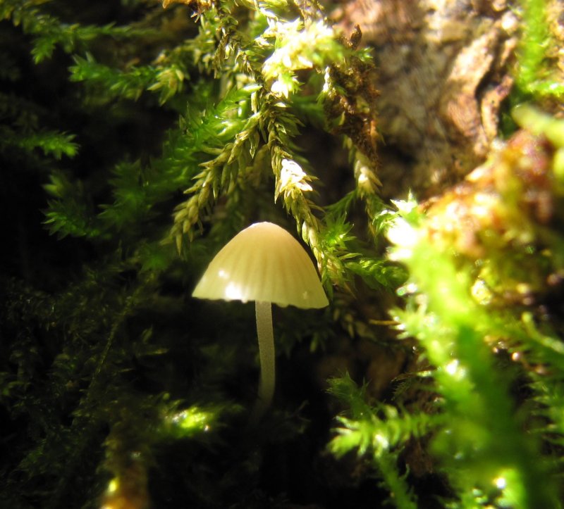 Mycena mirataPhotographer:  Debbie Nelson