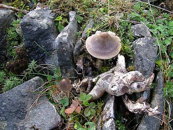 Mycena polygrammaPhotographer:  David Mitchel