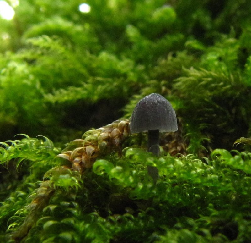 Mycena pseudocorticolaPhotographer:  Debbie Nelson
