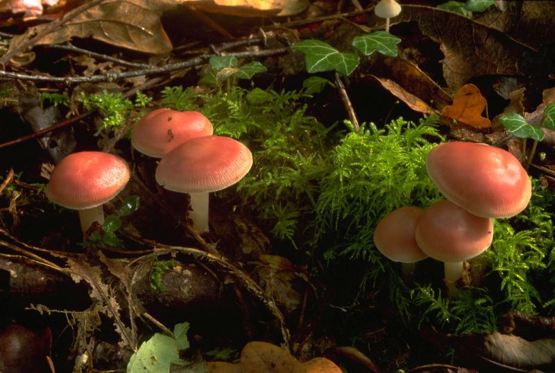 Mycena puraPhotographer:  David Mitchel