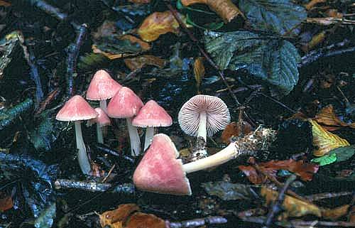 Mycena roseaPhotographer:  Ronnie Irvine