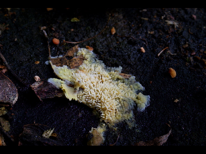 Mycoacia udaPhotographer:  David Mitchel