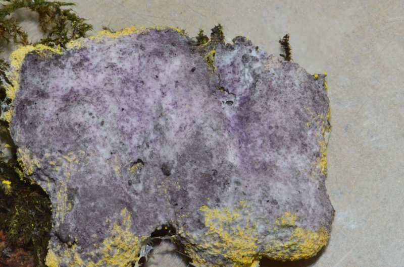 Nectriopsis violaceaPhotographer:  Chris Stretch