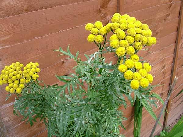 Euoidium chrysanthemiPhotographer:  David Mitchel