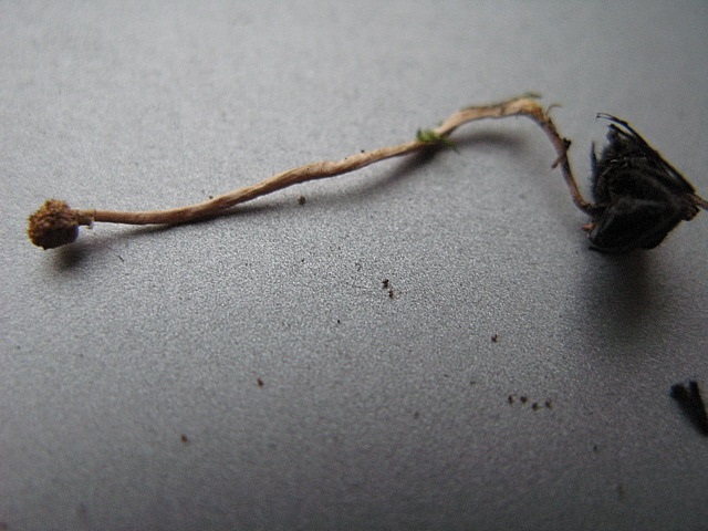 Ophiocordyceps forquignoniiPhotographer:  John McClean