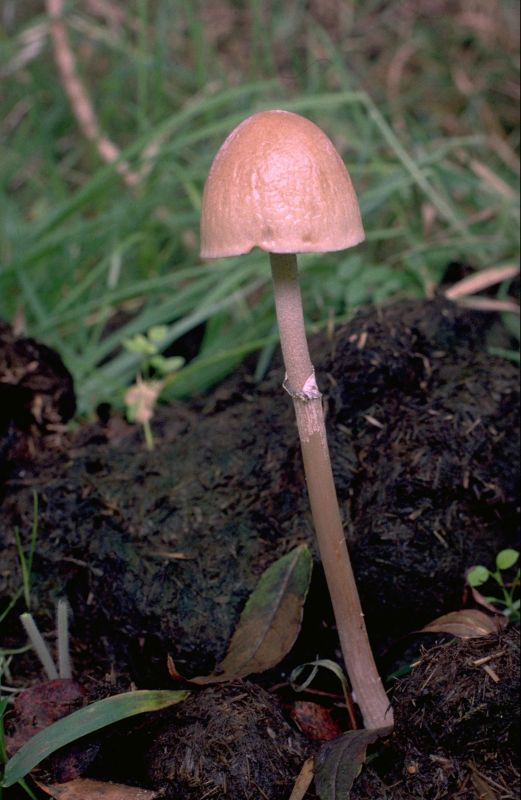 Panaeolus semiovatus var. semiovatusPhotographer:  Mark Wright