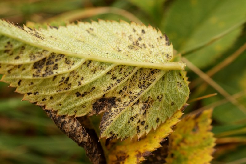 Fusoidiella depressaPhotographer:  David Mitchel